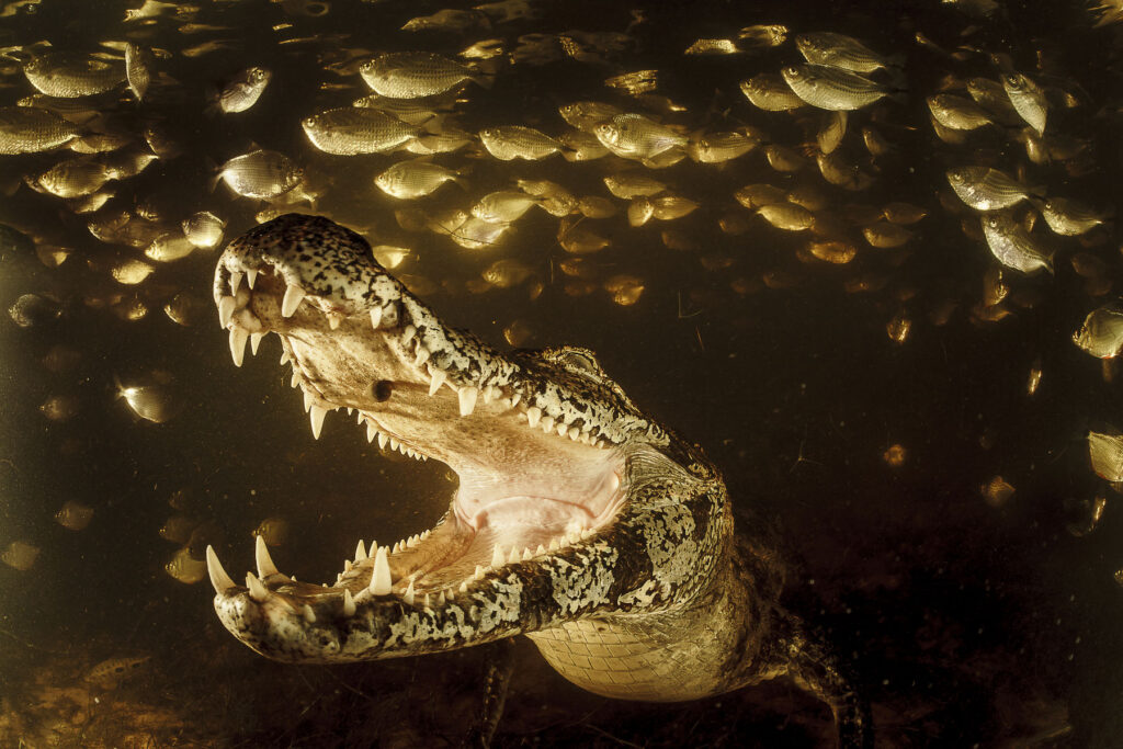 Documenta Pantanal promove exposição com grandes nomes da fotografia